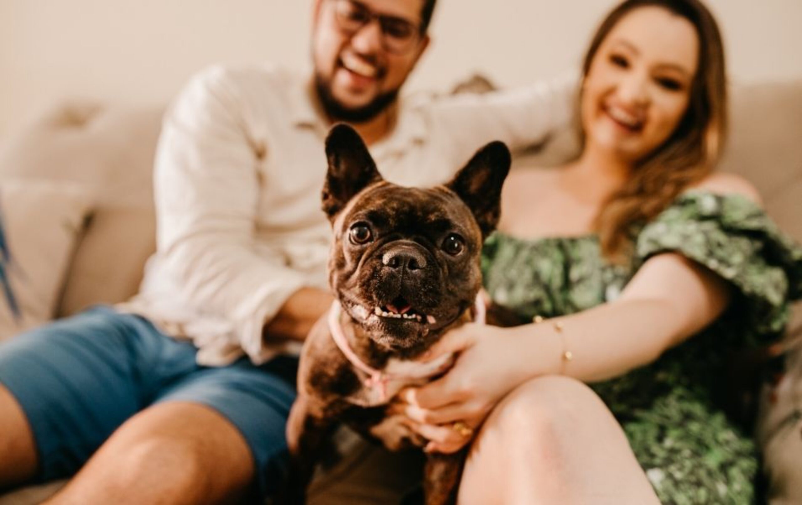 pet custody laws Australia | Collective Family Law Group